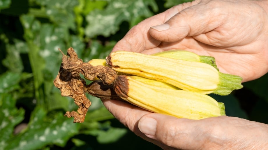 A gardener’s hands hold small yellow squash fruits, each showing brown, sunken, rotting ends.