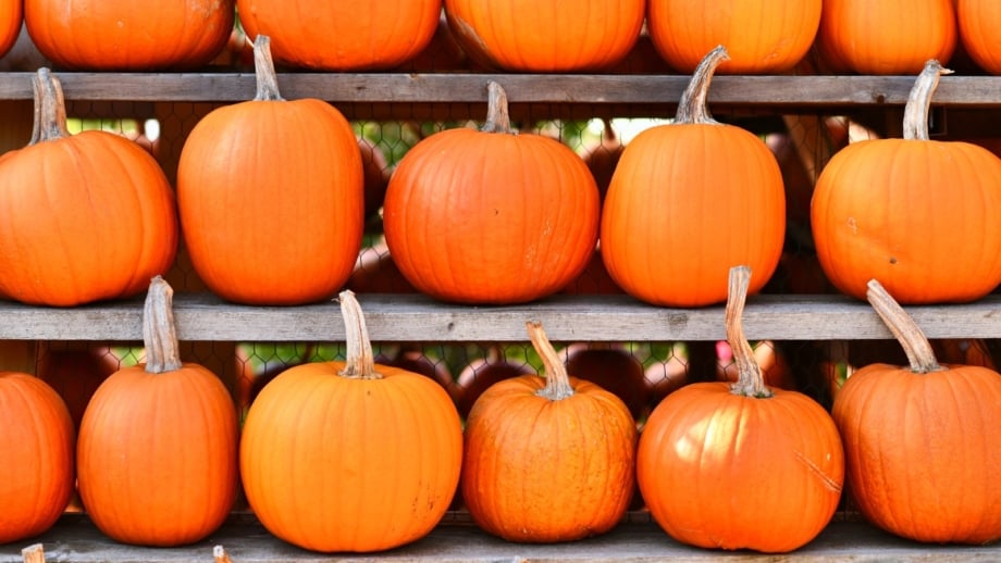 Three rows of bright orange pumpkins with smooth, slightly elongated round shapes store neatly on wooden shelves.