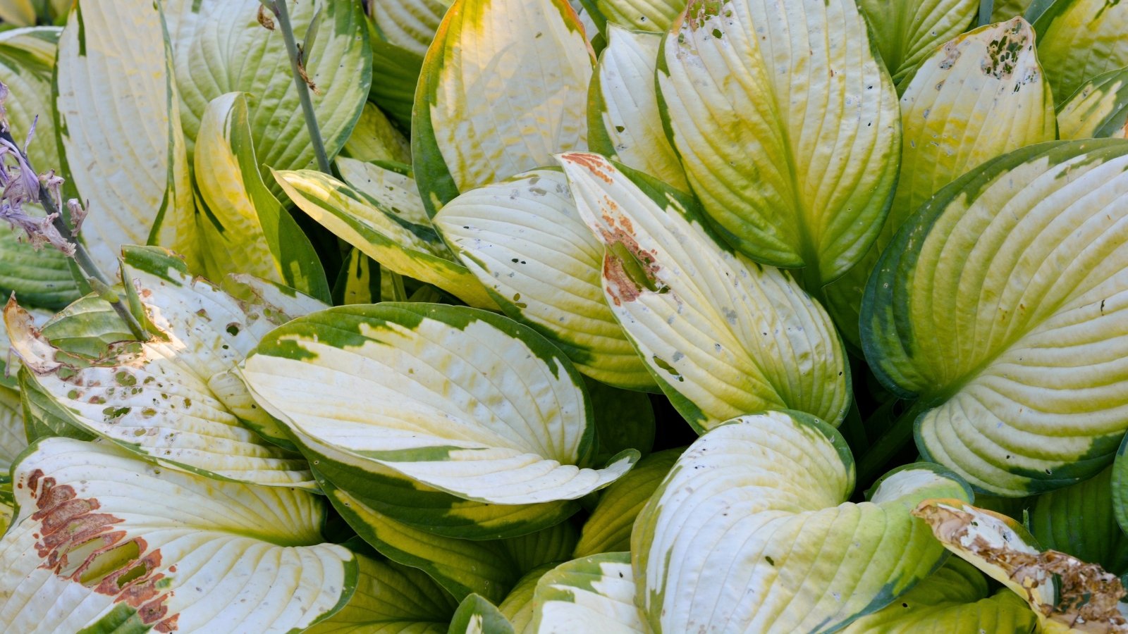 Hosta leaves showing brown, crispy patches and faded edges from sunburn damage.