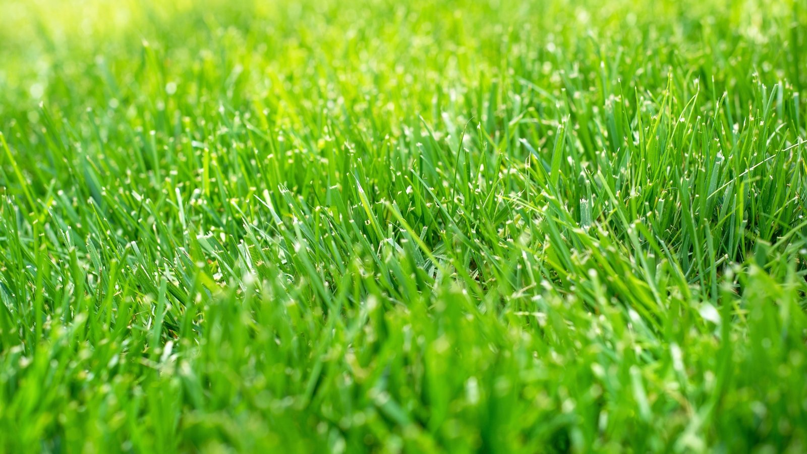 A dense, well-mowed lawn of tall fescue with long, narrow, dark green leaves forming a uniform, lush turf.