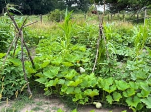 Three sisters fall garden with tall corn stalks, climbing bean vines, and sprawling winter squashes with broad leaves and ripening fruits.