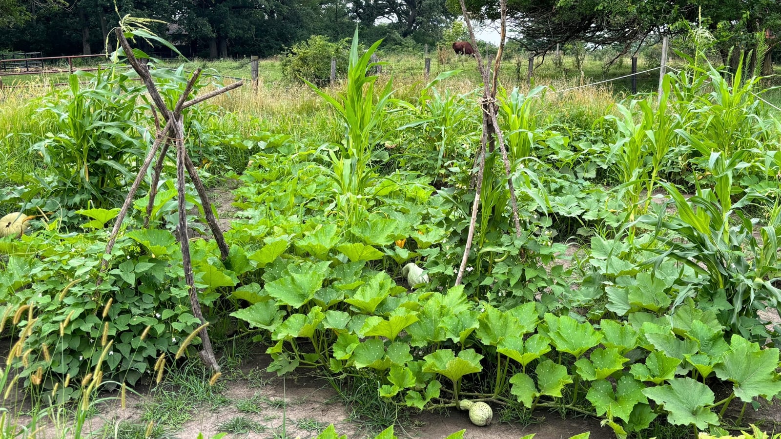 Three sisters fall garden with tall corn stalks, climbing bean vines, and sprawling winter squashes with broad leaves and ripening fruits.
