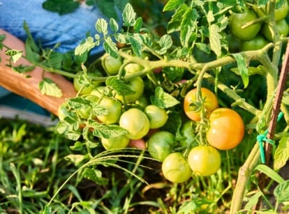 A woman in jeans reaches toward unripe bunches of green tomatoes with a slight orange tint, preparing for tomato protection from the approaching frost.