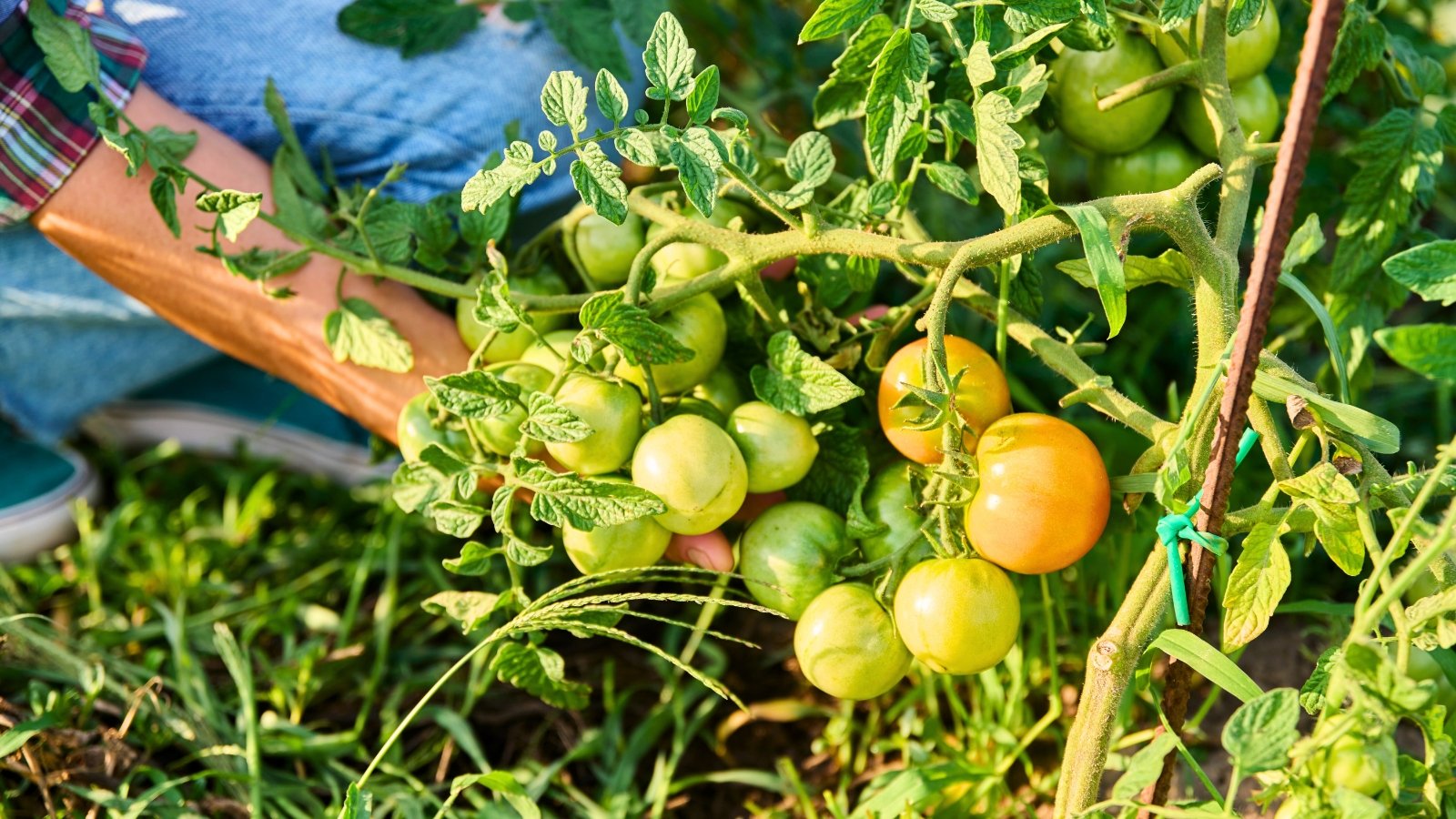 Extend the Tomato Season: 7 Protection Methods for Late Harvests