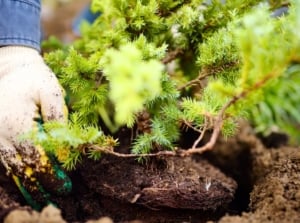 Close-up of a male gardener wearing white gloves carefully planting a young juniper tree sapling in the fall garden soil.