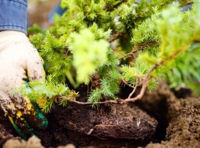 Close-up of a male gardener wearing white gloves carefully planting a young juniper tree sapling in the fall garden soil.