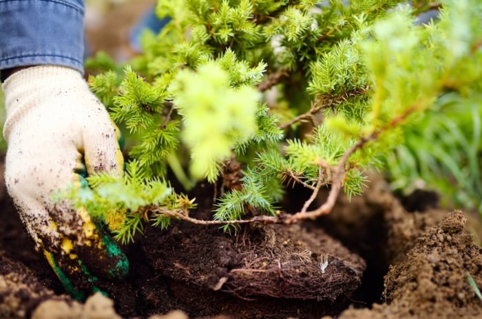 Close-up of a male gardener wearing white gloves carefully planting a young juniper tree sapling in the fall garden soil.