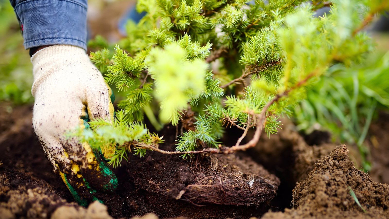 15 Gorgeous Trees to Plant in Fall: Selection and Planting Techniques