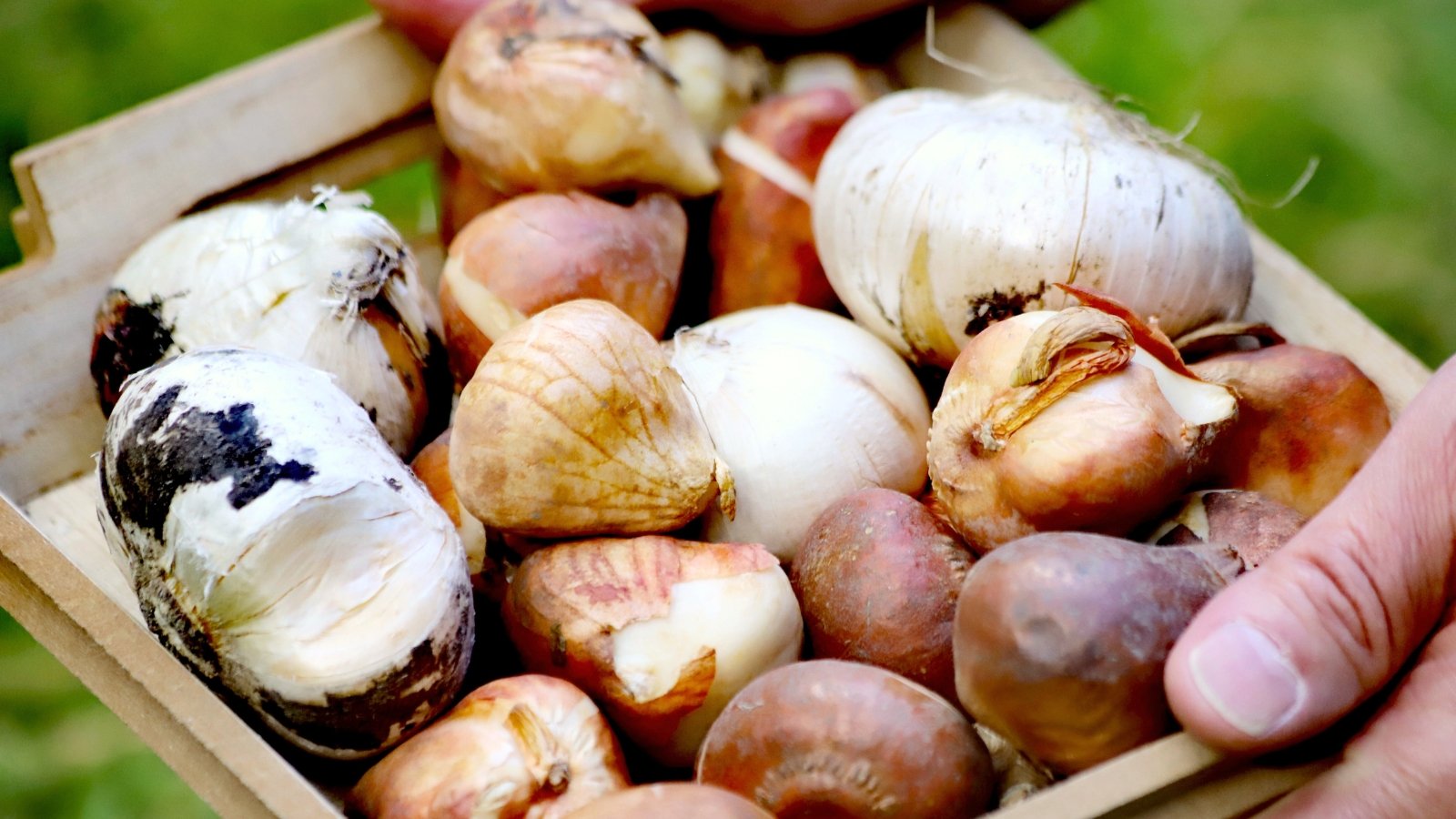 Gardener’s hands hold a small wooden box filled with plump tulip and ornamental garlic bulbs, showing smooth, rounded shapes and earthy tones, ready for planting.