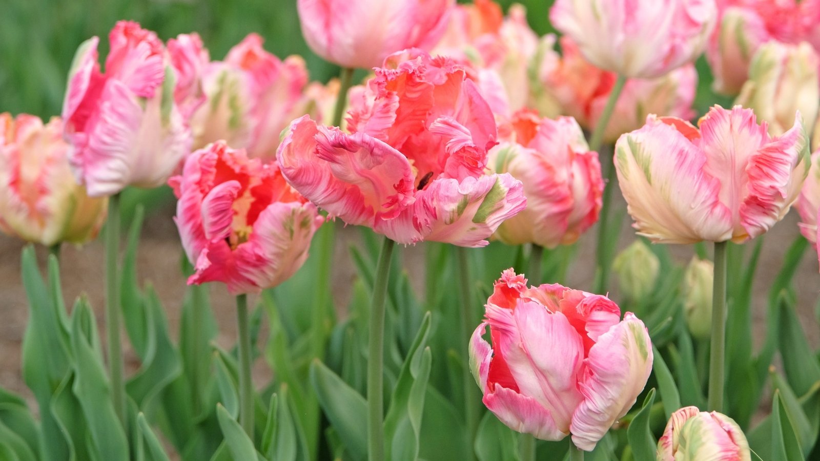 Frilly-petaled tulips with ruffled edges display a blend of apricot, pink, and green hues while standing tall on sturdy stems among lance-shaped green leaves in the garden.