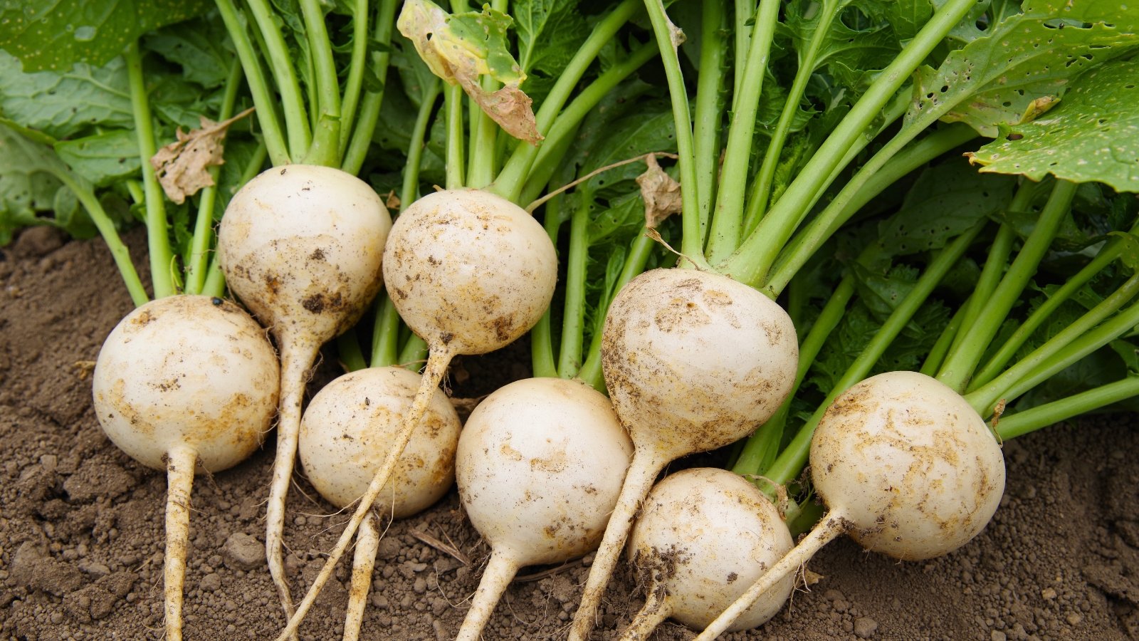 Freshly harvested round roots with white skin and attached green leafy tops lying on the garden soil.