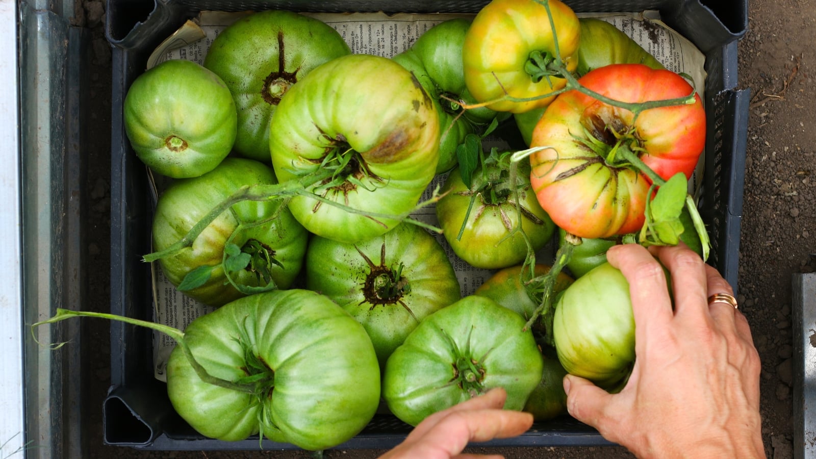 A box holds unripe tomatoes, mostly green with hints of red, nestled among their stems.