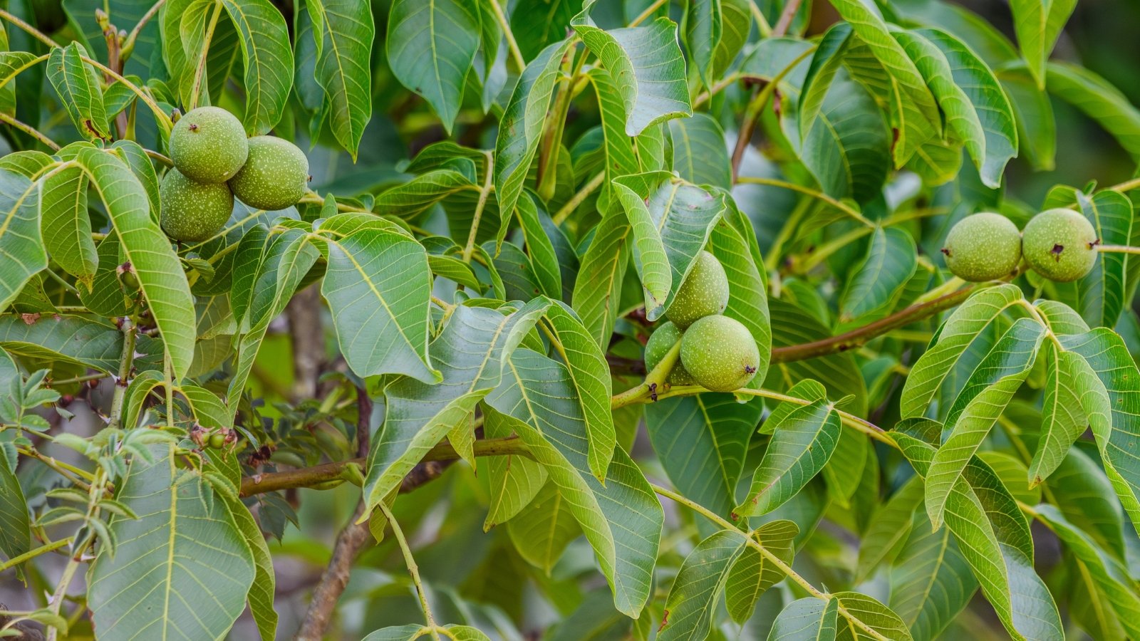 Tall tree with large, pinnate green leaves and round, greenish-brown fruits hanging from sturdy branches.