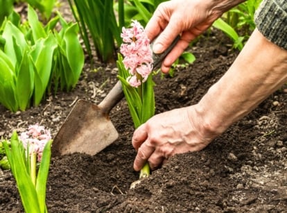 An elderly hand planting a flowering hyacinth with soft pink blooms, bright green ribbon-like leaves, and its bulb into loose garden soil, showing when to plant hyacinths.