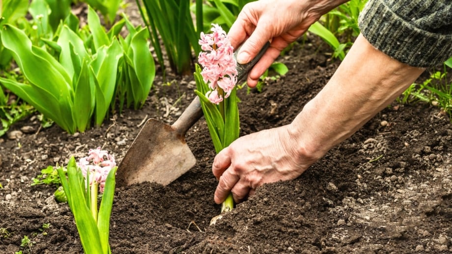 An elderly hand planting a flowering hyacinth with soft pink blooms, bright green ribbon-like leaves, and its bulb into loose garden soil, showing when to plant hyacinths.