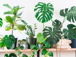 A variety of witch houseplants including Aglaonema, Fiddle-Leaf Fig, Crassula ovata, Epipremnum Aureum, Monstera deliciosa, and Zamioculcas zamiifolia with diverse leaf shapes, colors, and textures displayed on a wooden shelf.