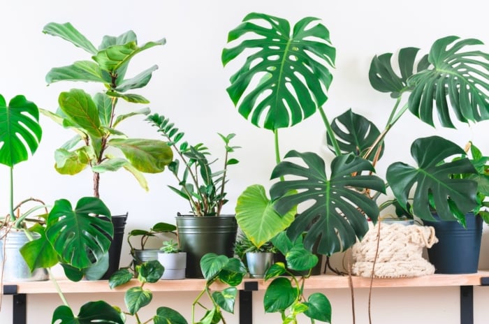 A variety of witch houseplants including Aglaonema, Fiddle-Leaf Fig, Crassula ovata, Epipremnum Aureum, Monstera deliciosa, and Zamioculcas zamiifolia with diverse leaf shapes, colors, and textures displayed on a wooden shelf.
