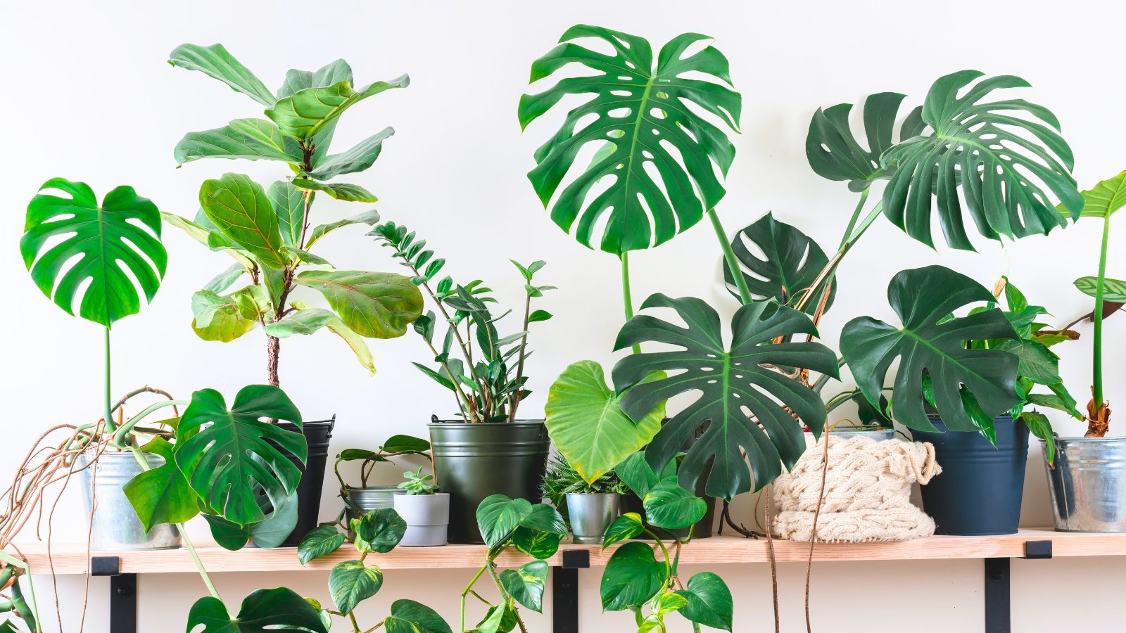 A variety of witch houseplants including Aglaonema, Fiddle-Leaf Fig, Crassula ovata, Epipremnum Aureum, Monstera deliciosa, and Zamioculcas zamiifolia with diverse leaf shapes, colors, and textures displayed on a wooden shelf.