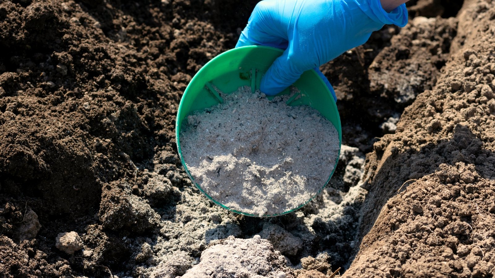 A gardener's hand sprinkles wood ash, a fine grayish sand-like powder, over the soil surface to improve fertility.