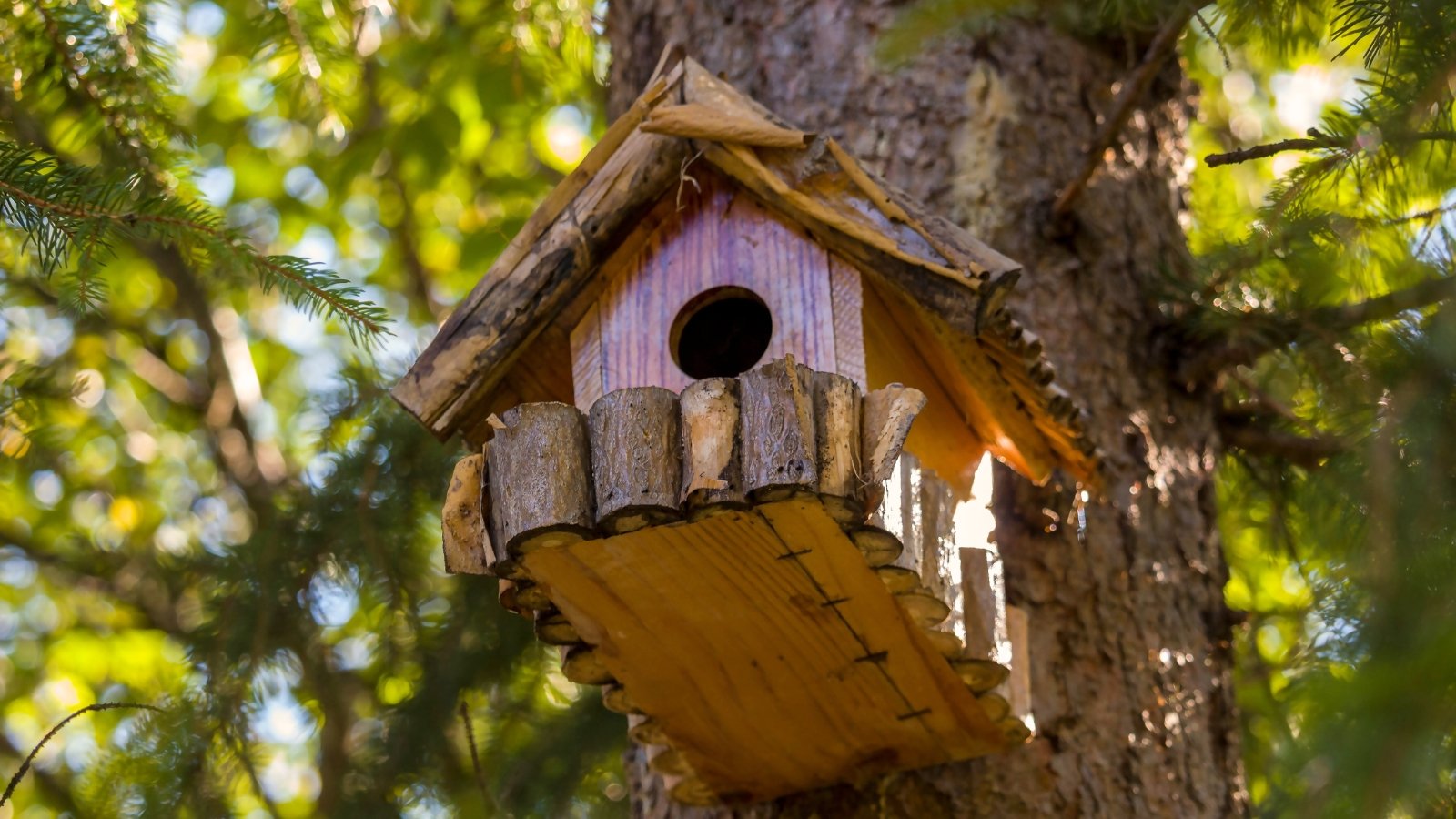 Small wooden birdhouse hanging from a pine tree branch, surrounded by green needles.