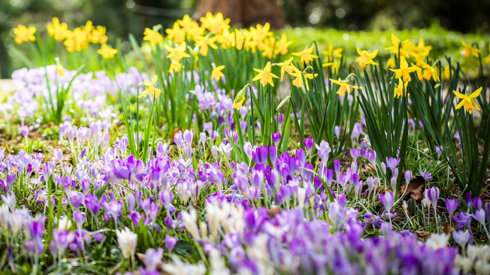 Bright yellow daffodils with trumpet-shaped flowers stand alongside delicate purple crocuses with cup-shaped petals, both rising from slender green leaves.