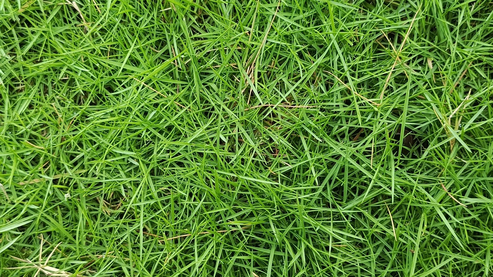 A dense, lush lawn with tightly packed green blades forming a smooth, carpet-like surface.