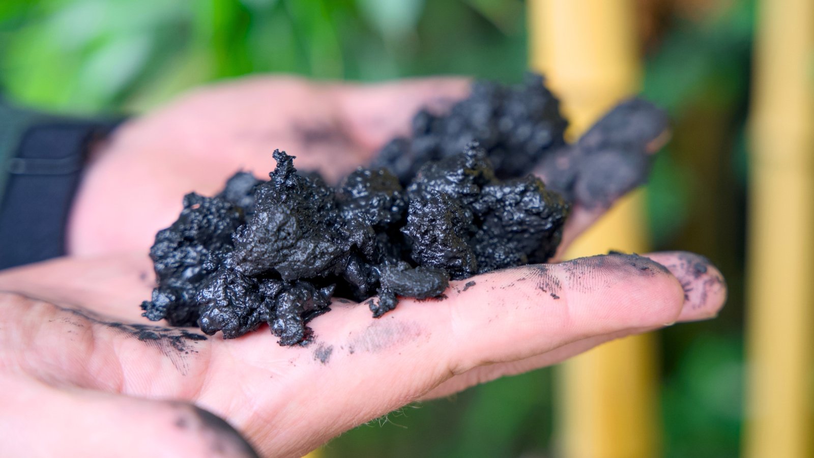 Two carbon-blackened hands cupping irregular, dark pieces of biochar.