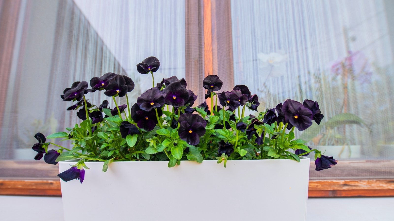 A cluster of deep black-purple flowers with bright green leaves in a white window box.