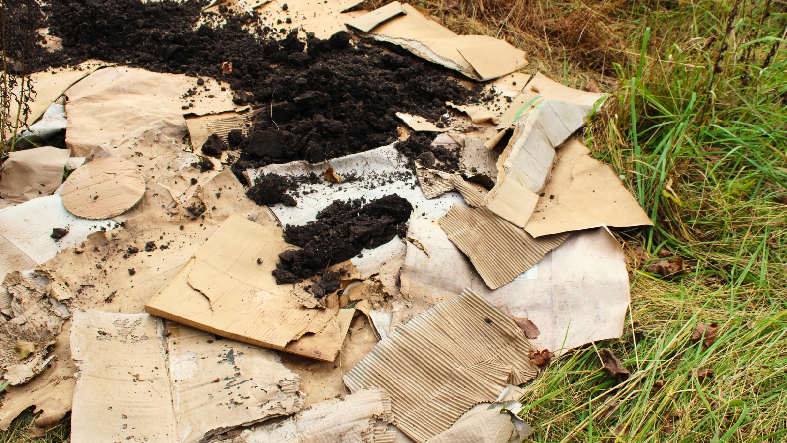 Flat pieces of cardboard laid on a green lawn are sprinkled with dark compost, creating a natural mulch layer for soil improvement.