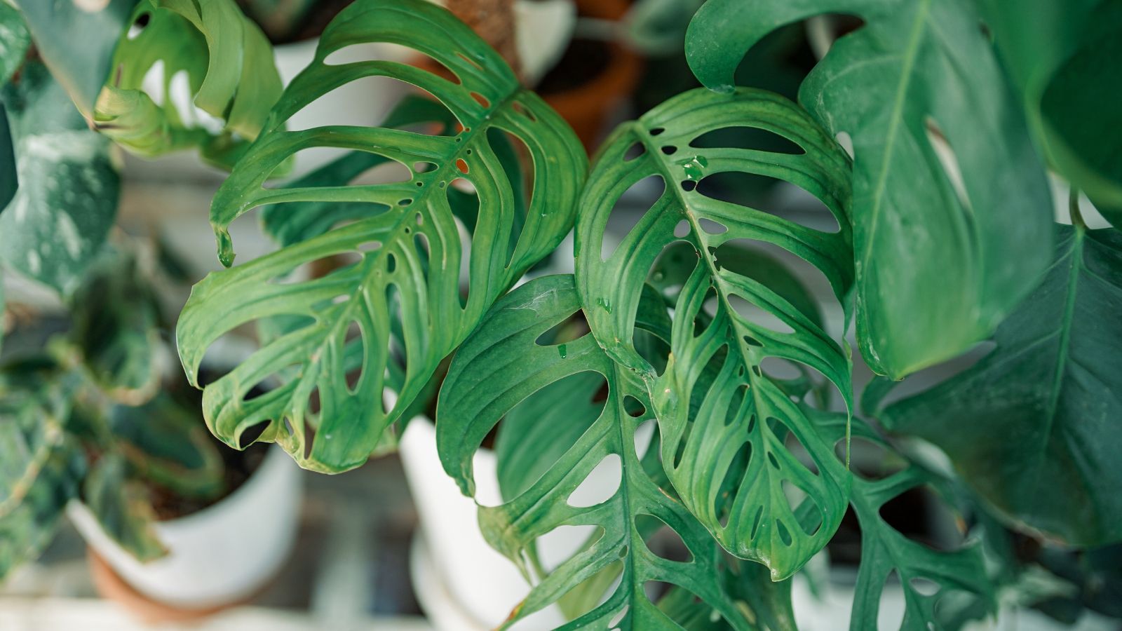 How to Plant, Grow, and Care For Monstera ‘Esqueleto’
