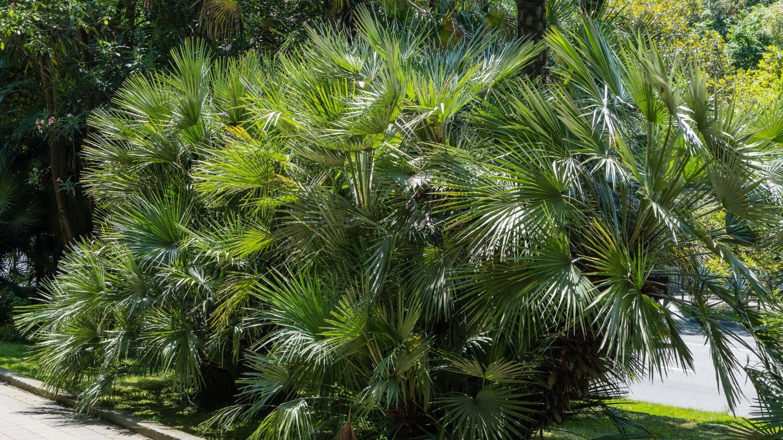 A area covered in young Washingtonia filifera, appearing to have green fan-shaped leaves and strong thick trunks under abundant sunlight