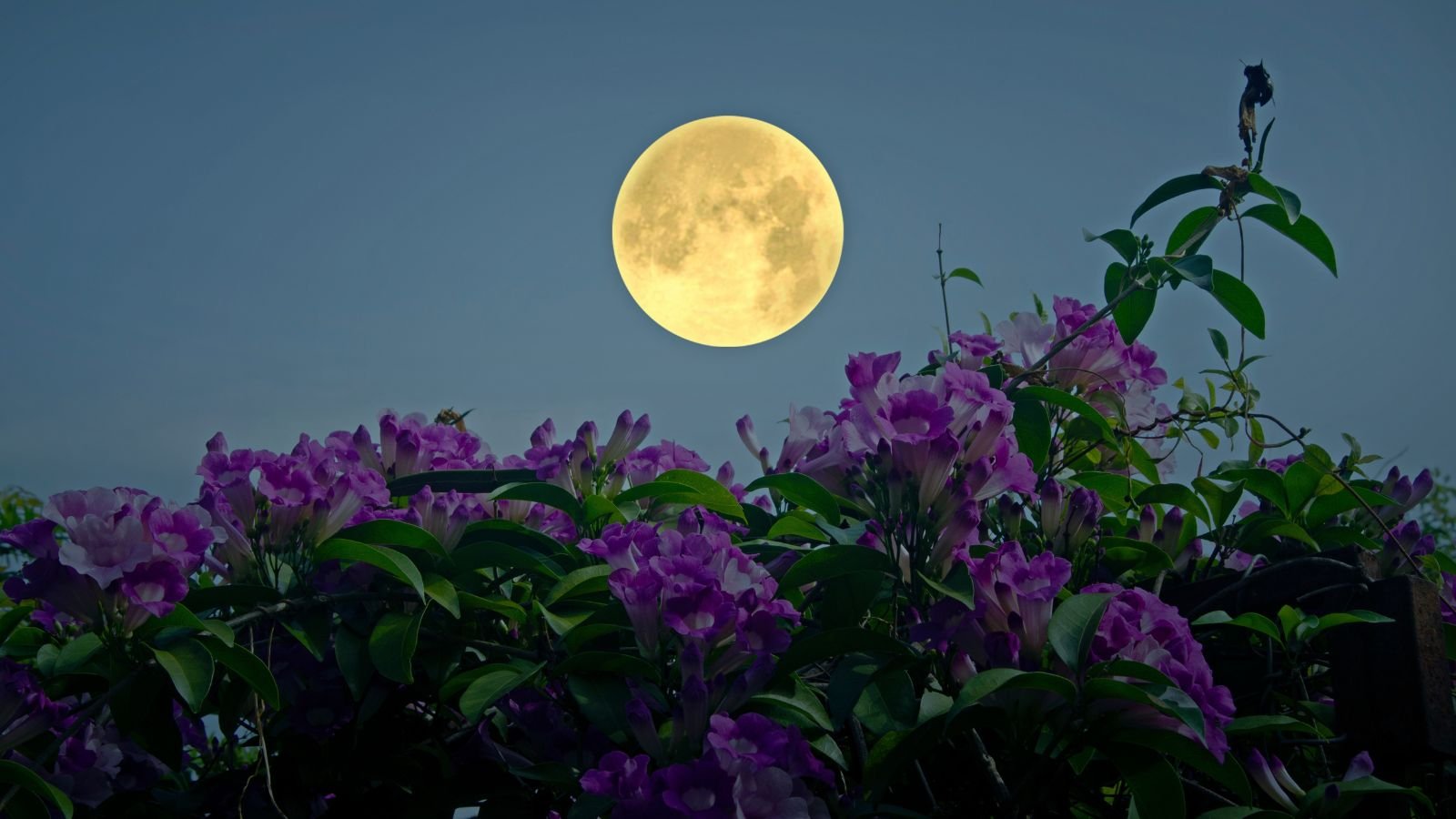 A base-angle and close-up shot of a large bright yellow, natural satellite, beaming light on purple flowers below