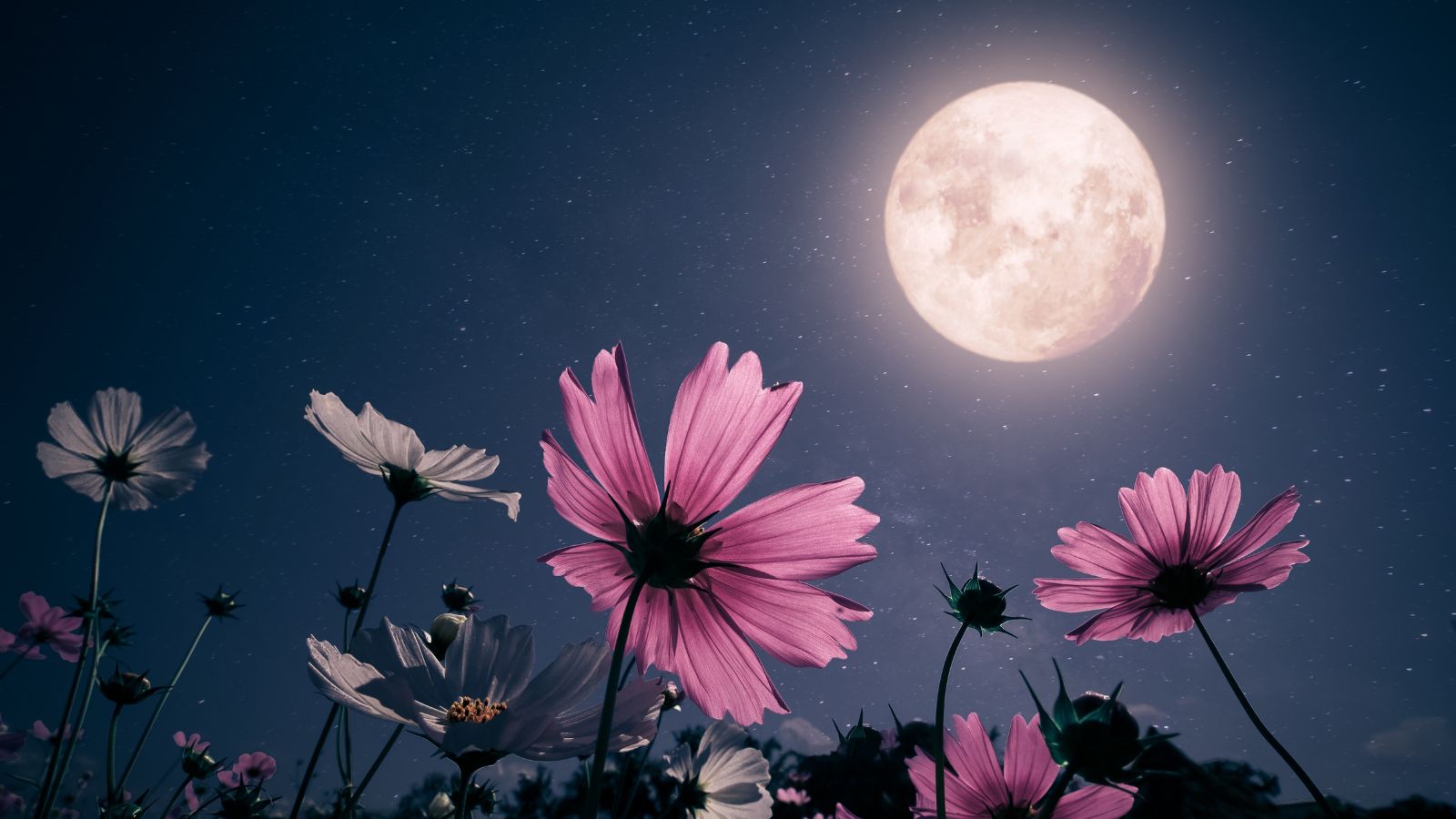 A base angle shot of a composition of developing flowers under a bright, full moon, showcasing moon phase gardening