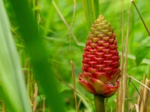 A big red flower appearing damp ad ready to harvest shampoo ginger, surrounded by various greens, including bright stems and leaves