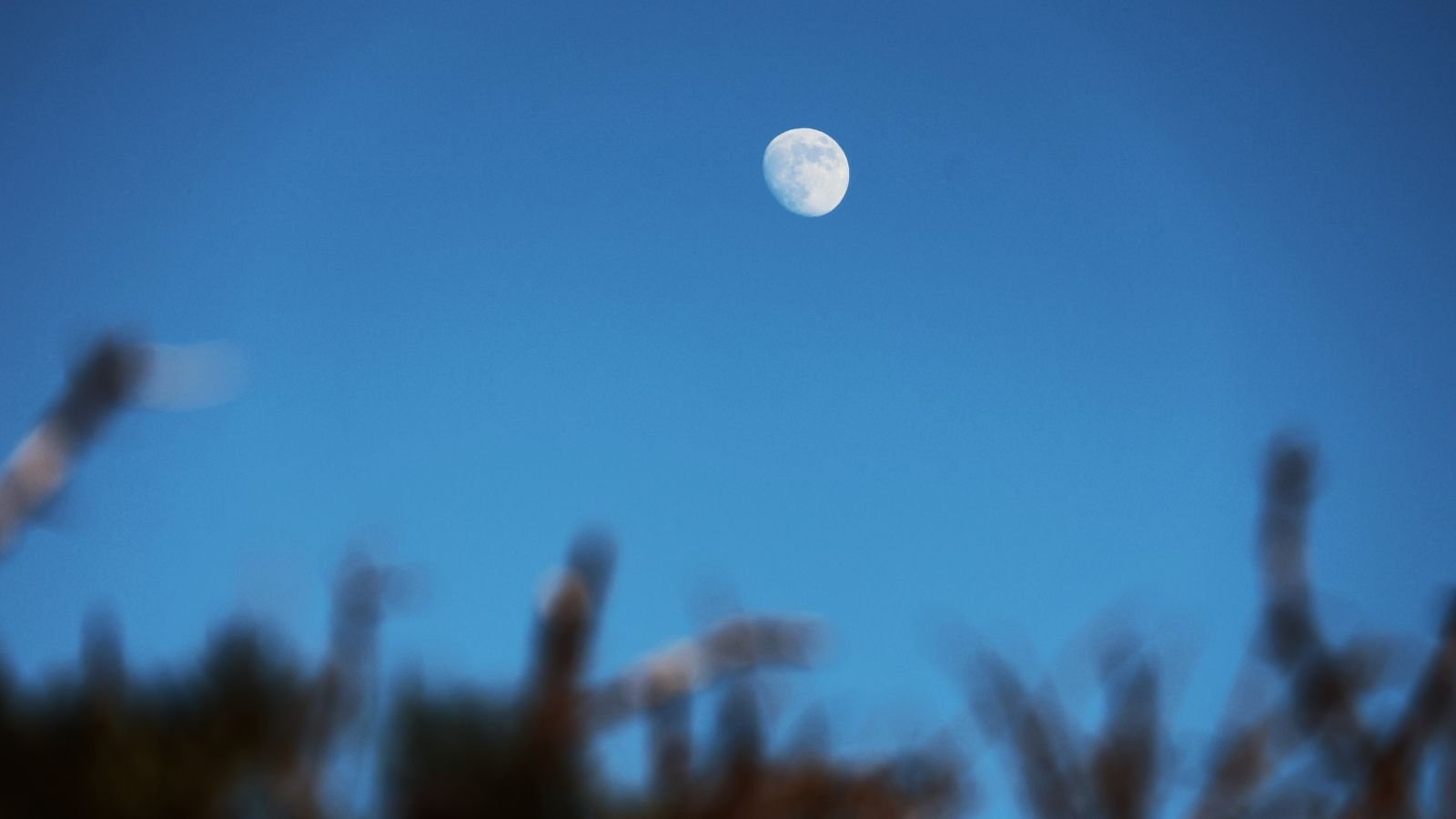 A close-up and base-angle shot of a waning natural satellite, with developing plants underneath, all surrounded in a dark-blue sky outdoors