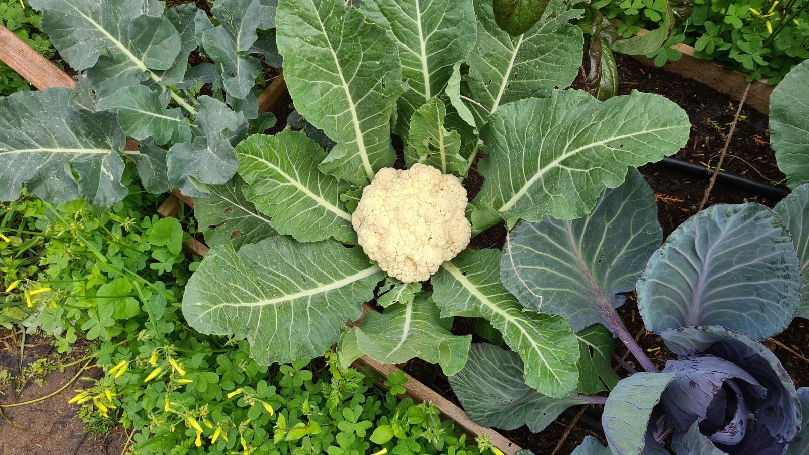 A close-up and overhead shot of a composition of developing crops, intercropped on a small raised bed in a well lit area outdoors