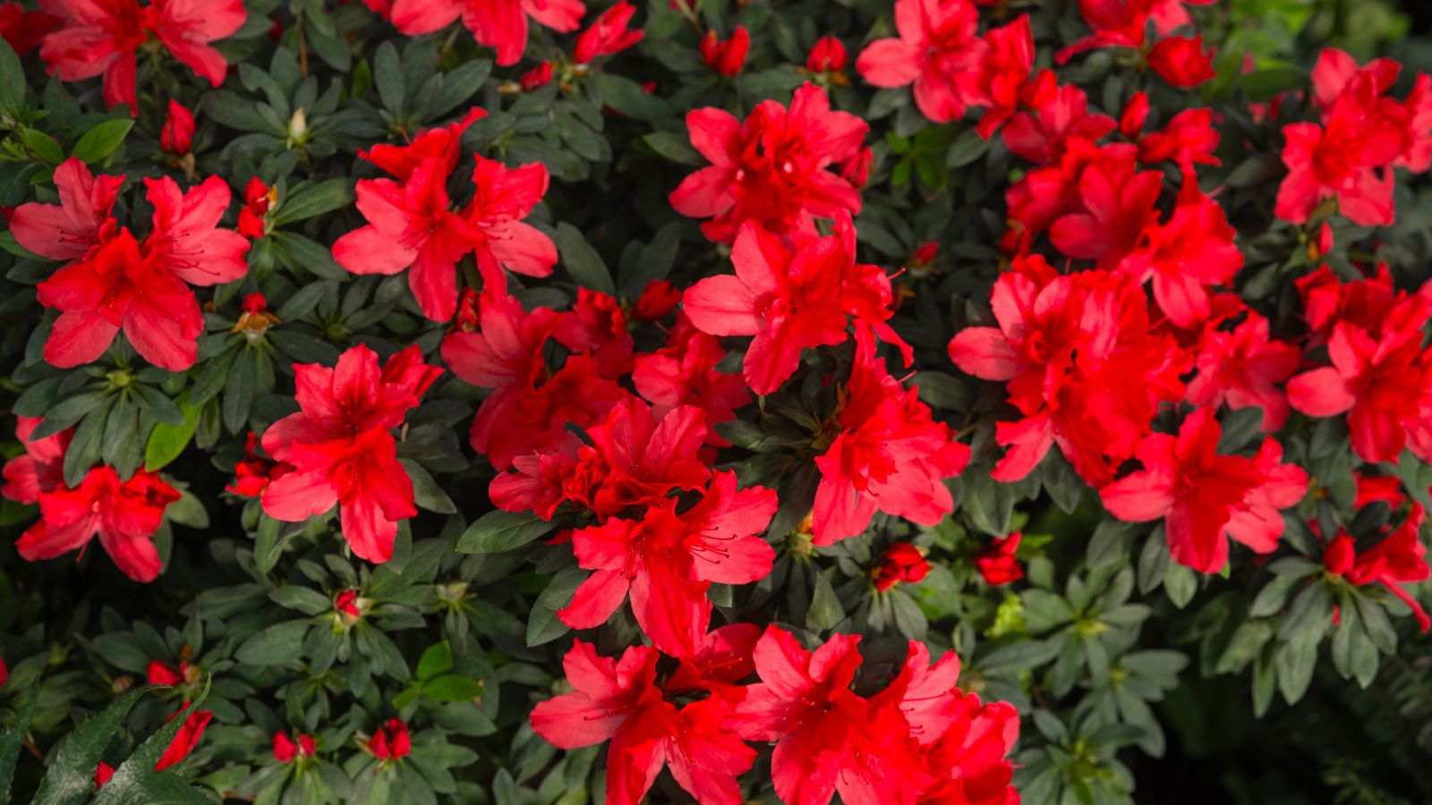 A close-up and overhead shot of a small composition of vibrant red colored flowers alongside green foliage