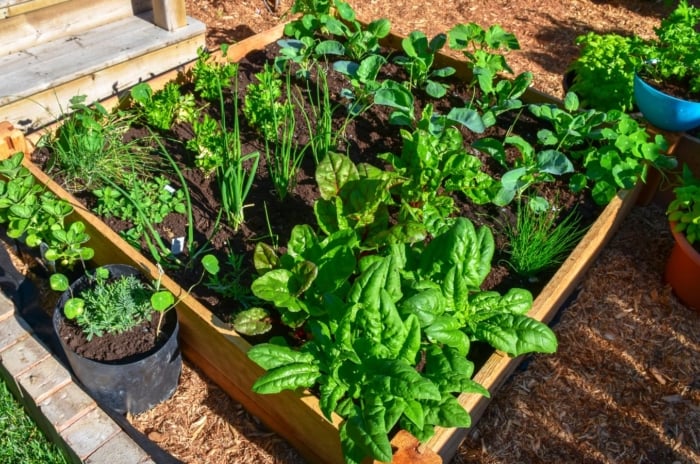 A close-up and overhead shot of a small raised bed filled with various crops and plants, showcasing square foot gardening mistakes