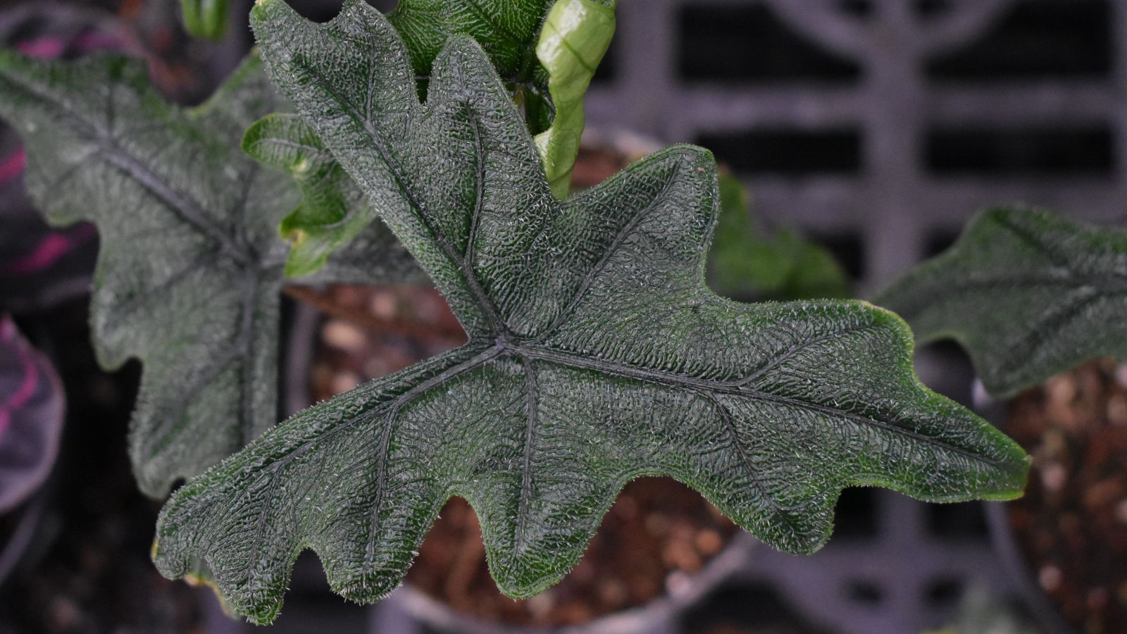 A close-up and overhead shot of a unique looking houseplant, placed in a small pot indoors