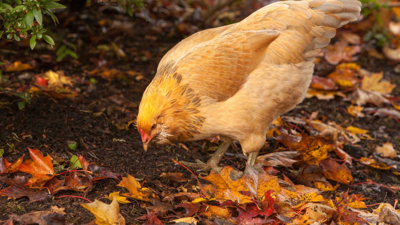 A close-up shot of a brown poultry livestock searching for food under fallen debris in a well lit area outdoors