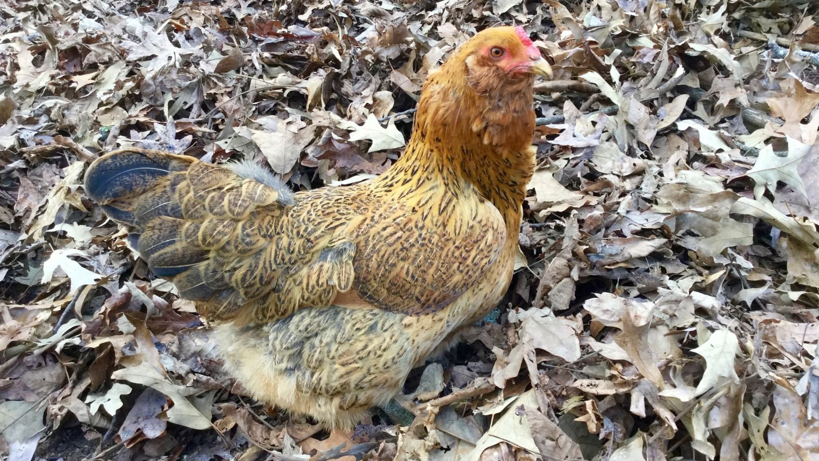 A close-up shot of a brown poultry livestock sitting on a pile of fallen debris in a well lit area outdoors