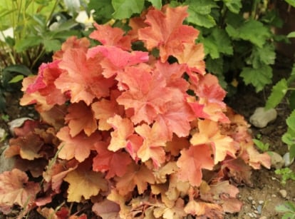 A close-up shot of a compact mound of apricot-bronze colored leaves of a plant, showcasing the caramel coral bells