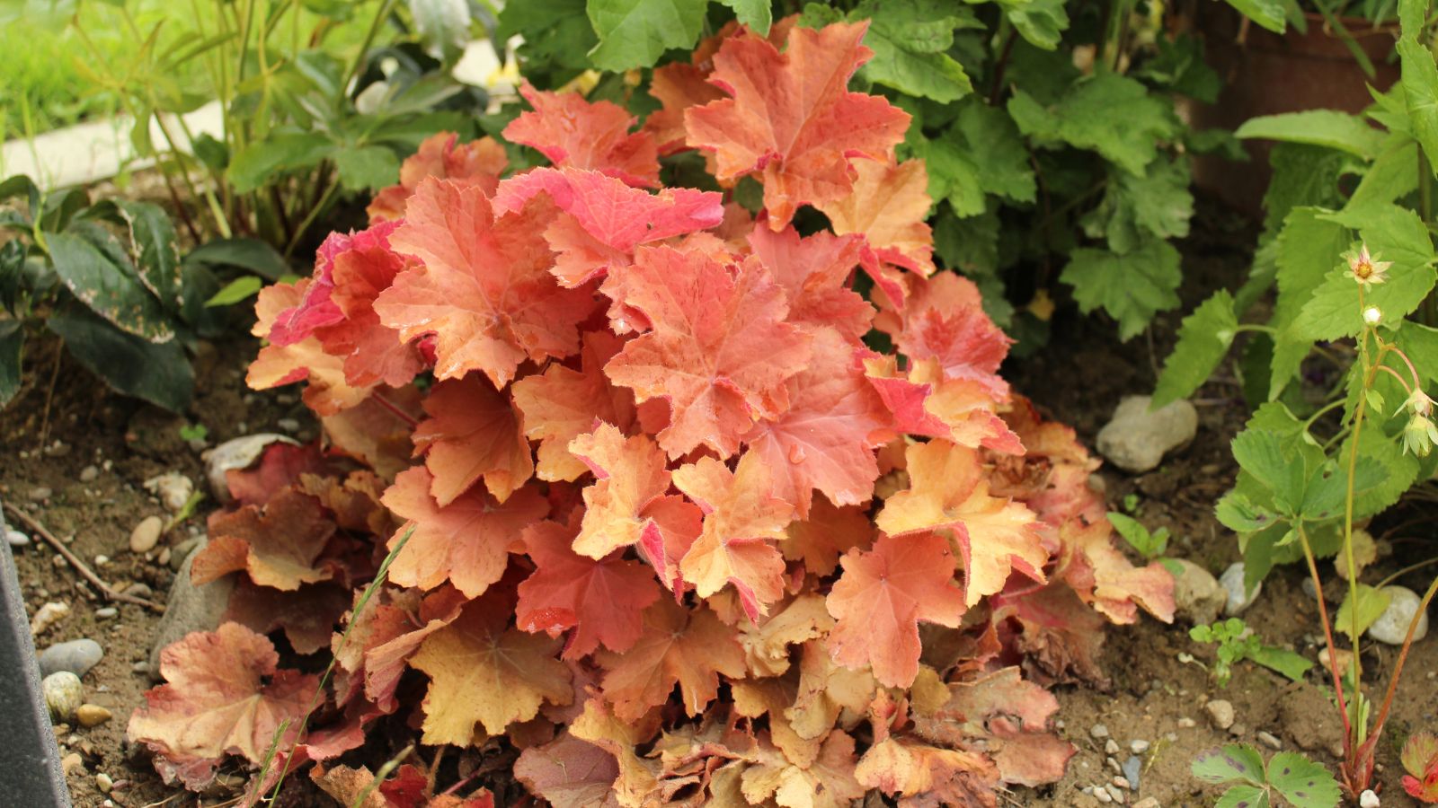 How to Plant, Grow, and Care For ‘Caramel’ Coral Bells