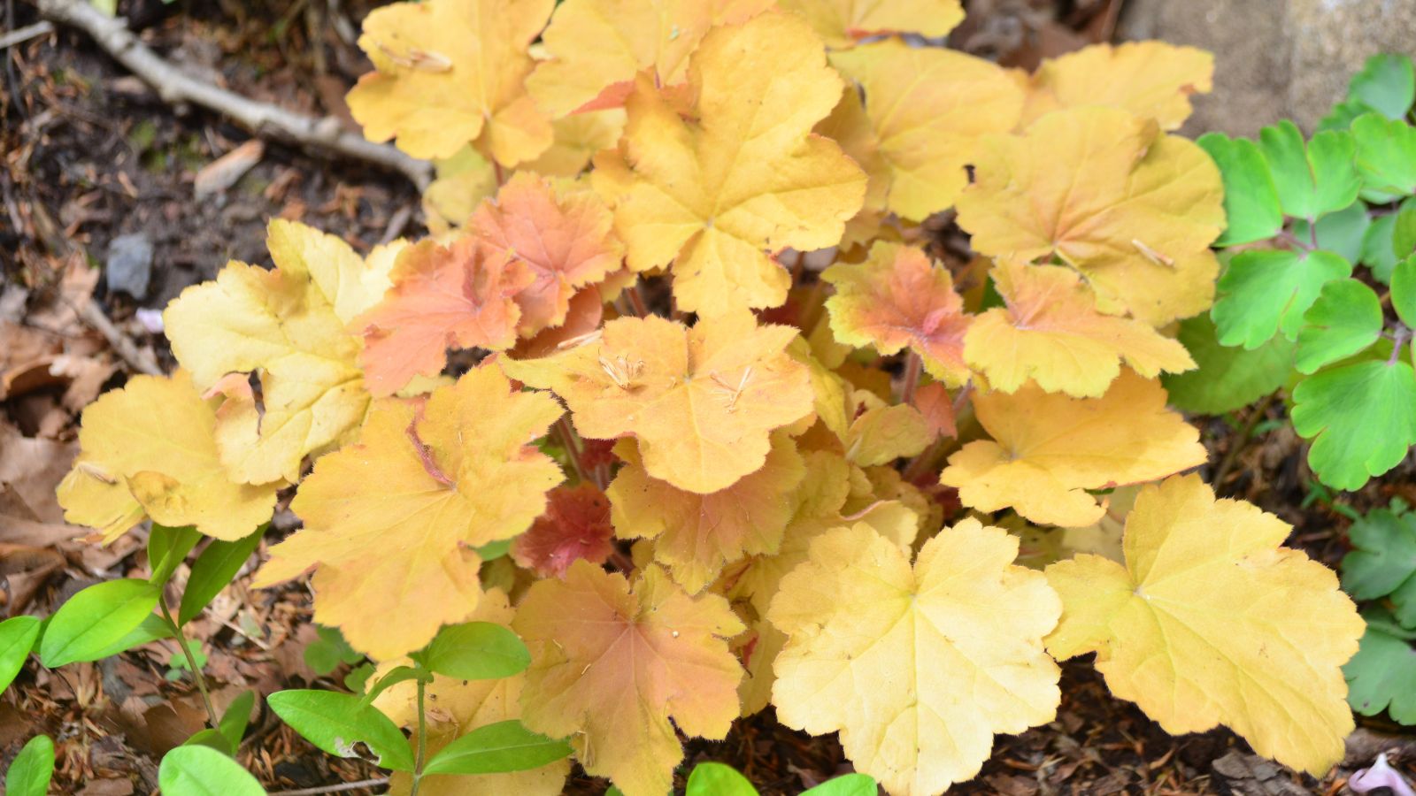 A close-up shot of a compact mound of golden, apricot colored leaves of the heuchera, placed alongside other foliage outdoors