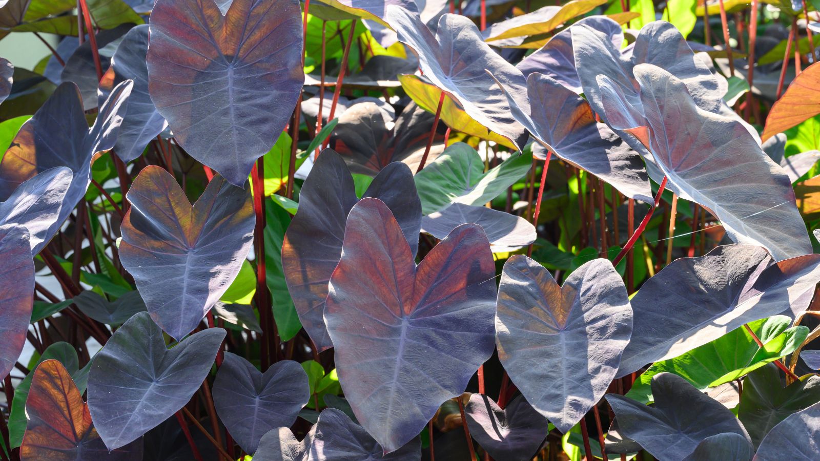 A close-up shot of a composition of dark colored leaves of the elephant ear plant, basking in bright sunlight outdoors
