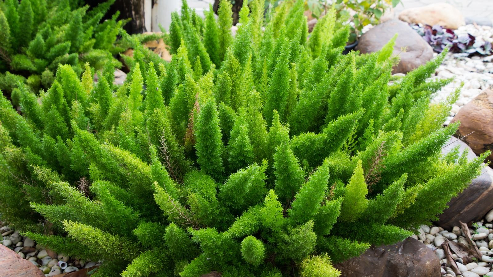 A close-up shot of a composition of green bushy, feathery fronds of a plant, all situated on a stony ground outdoors