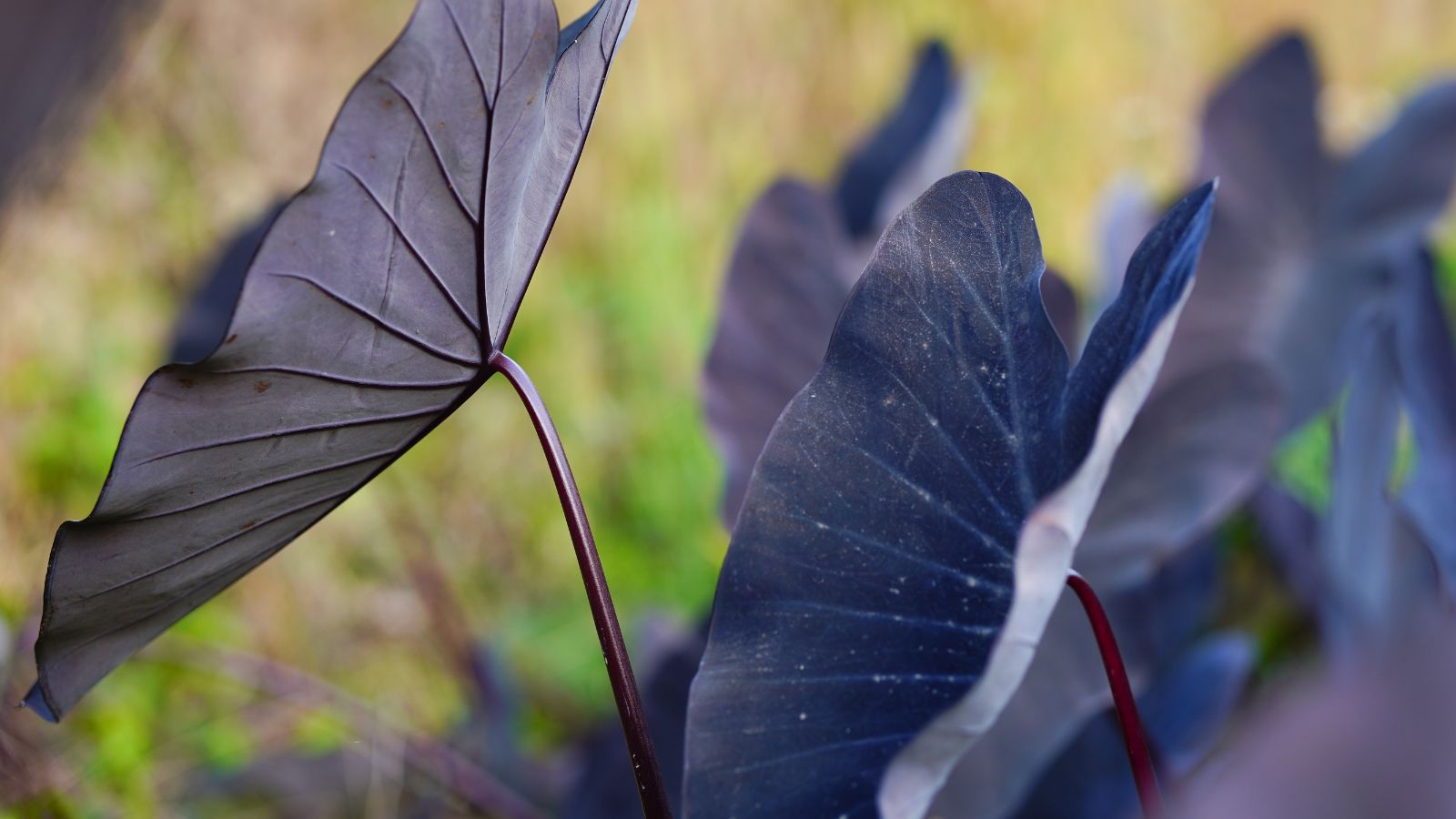 A close-up shot of a composition of large, dark-purple colored leaves of the elephant ear plant, all situated in a well lit area outdoors