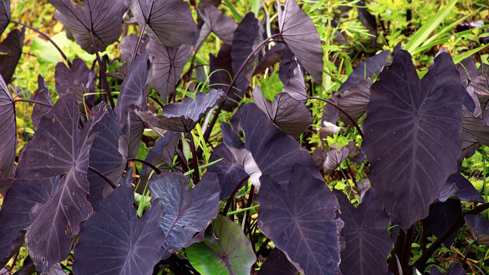 A close-up shot of a composition of large, shield-shaped, dark-purple colored leaves of the elephant ear plant, all situated in a well lit area outdoors