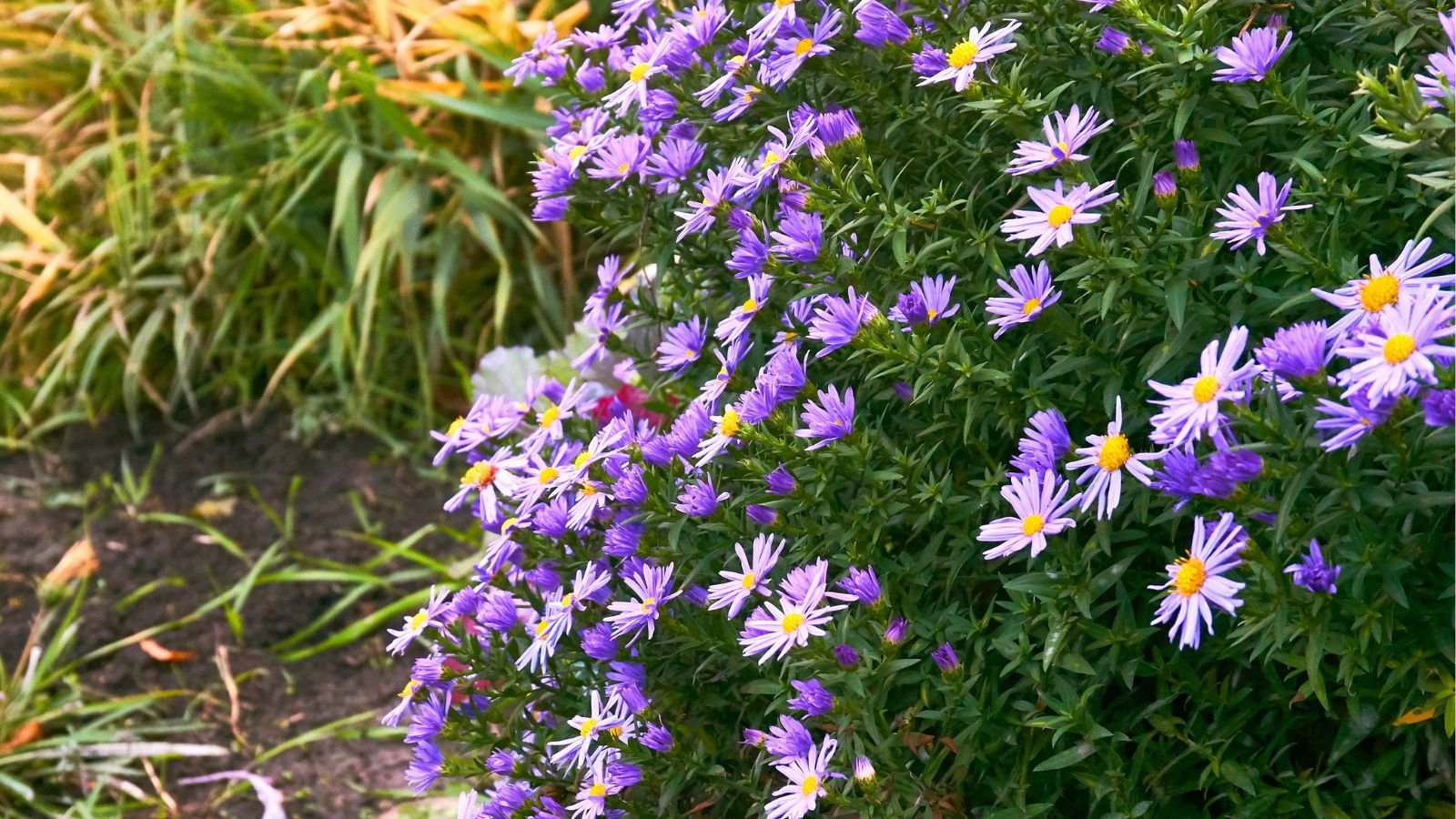 A close-up shot of a composition of mounding purple colored flowers, all situated in a bright, well lit area outdoors