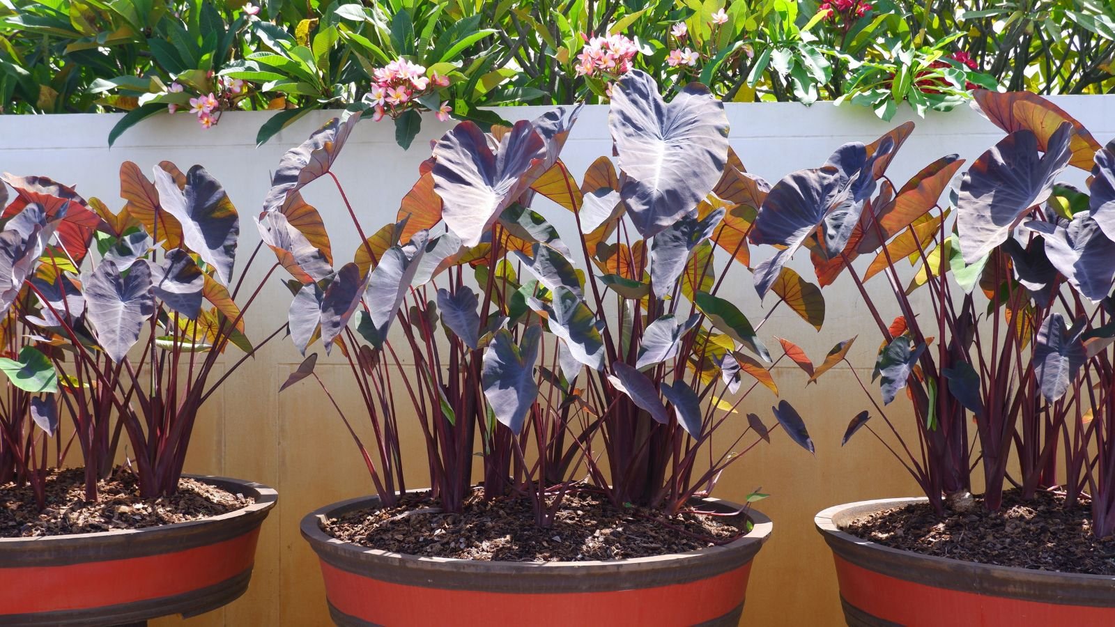 A close-up shot of a composition of potted elephant ear plants, all situated in a well lit area outdoors
